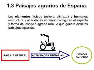 Los elementos físicos (relieve, clima,...) y humanos
(estructura y actividades agrarias) configuran el aspecto
y forma del espacio agrario rural lo que genera distintos
paisajes agrarios.
1.3 Paisajes agrarios de España.
 