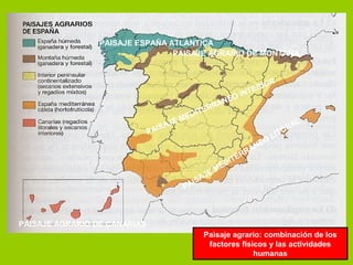 PAISAJE ESPAÑA ATLÁNTICA
PAISAJE MEDITERRÁNEO INTERIOR
PAISAJE MEDITERRÁNEO
LITORAL
PAISAJE AGRARIO DE MONTAÑA
PAISAJE AGRARIO DE CANARIAS
Paisaje agrario: combinación de los
factores físicos y las actividades
humanas
 