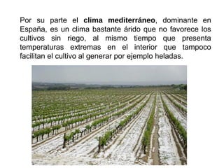 Por su parte el clima mediterráneo, dominante en
España, es un clima bastante árido que no favorece los
cultivos sin riego, al mismo tiempo que presenta
temperaturas extremas en el interior que tampoco
facilitan el cultivo al generar por ejemplo heladas.
 
