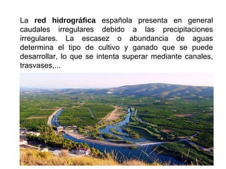 La red hidrográfica española presenta en general
caudales irregulares debido a las precipitaciones
irregulares. La escasez o abundancia de aguas
determina el tipo de cultivo y ganado que se puede
desarrollar, lo que se intenta superar mediante canales,
trasvases,...
 