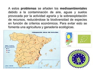 A estos problemas se añaden los medioambientales
debido a la contaminación de aire, aguas y suelos
provocada por la actividad agraria y la sobreexplotación
de recursos, reduciéndose la biodiversidad de especies
en función de criterios económicos. Para evitar esto se
fomenta una agricultura y ganadería ecológicas.
 