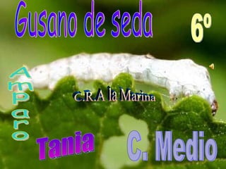 y mariposa de seda Gusano de seda Amparo 6º C. Medio C.R.A la Marina Tania 