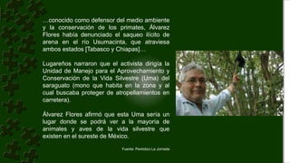 …conocido como defensor del medio ambiente
y la conservación de los primates, Álvarez
Flores había denunciado el saqueo ilícito de
arena en el río Usumacinta, que atraviesa
ambos estados [Tabasco y Chiapas]…
Lugareños narraron que el activista dirigía la
Unidad de Manejo para el Aprovechamiento y
Conservación de la Vida Silvestre (Uma) del
saraguato (mono que habita en la zona y al
cual buscaba proteger de atropellamientos en
carretera).
Álvarez Flores afirmó que esta Uma sería un
lugar donde se podrá ver a la mayoría de
animales y aves de la vida silvestre que
existen en el sureste de México.
Fuente: Periódico La Jornada
 