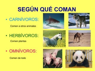 SEGÚN QUÉ COMAN CARNÍVOROS: Comen a otros animales HERBÍVOROS: Comen plantas OMNÍVOROS: Comen de todo 