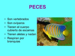 PECES Son vertebrados Son ovíparos Tienen el cuerpo cubierto de escamas  Tienen aletas y nadan Respiran por branquias 