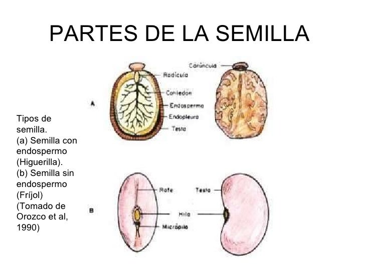 Presentación semilla Presentación semilla