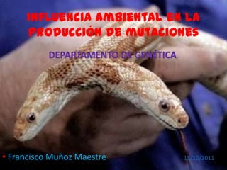 Influencia ambiental en la
producción de mutaciones
• Francisco Muñoz Maestre 13/12/2011
 