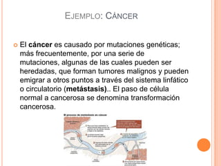 EJEMPLO: CÁNCER
 El cáncer es causado por mutaciones genéticas;
más frecuentemente, por una serie de
mutaciones, algunas de las cuales pueden ser
heredadas, que forman tumores malignos y pueden
emigrar a otros puntos a través del sistema linfático
o circulatorio (metástasis).. El paso de célula
normal a cancerosa se denomina transformación
cancerosa.
 