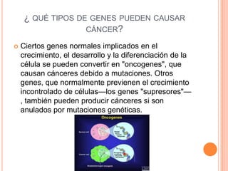 ¿ QUÉ TIPOS DE GENES PUEDEN CAUSAR
CÁNCER?
 Ciertos genes normales implicados en el
crecimiento, el desarrollo y la diferenciación de la
célula se pueden convertir en "oncogenes", que
causan cánceres debido a mutaciones. Otros
genes, que normalmente previenen el crecimiento
incontrolado de células—los genes "supresores"—
, también pueden producir cánceres si son
anulados por mutaciones genéticas.
 