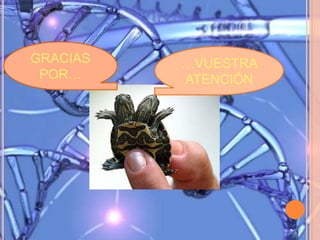 GRACIAS
POR…
…VUESTRA
ATENCIÓN
 