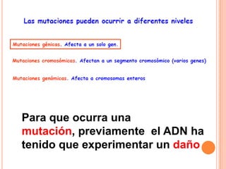 Para que ocurra una
mutación, previamente el ADN ha
tenido que experimentar un daño
 