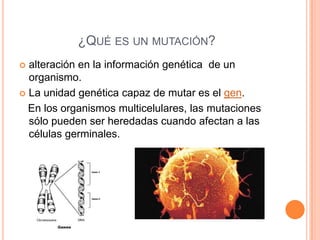 ¿QUÉ ES UN MUTACIÓN?
 alteración en la información genética de un
organismo.
 La unidad genética capaz de mutar es el gen.
En los organismos multicelulares, las mutaciones
sólo pueden ser heredadas cuando afectan a las
células germinales.
 