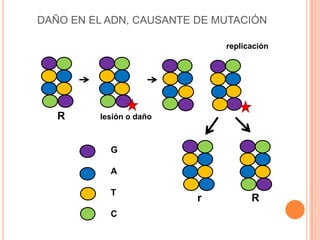 G
A
T
C
lesión o daño
replicación
R
r R
DAÑO EN EL ADN, CAUSANTE DE MUTACIÓN
 
