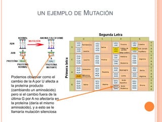 UN EJEMPLO DE MUTACIÓN
Podemos observar como el
cambio de la A por U afecta a
la proteína producto
(cambiando un aminoácido)
pero si el cambio fuera de la
última G por A no afectaría en
la proteína (daría el mismo
aminoácido), y a esto se le
llamaría mutación silenciosa
 