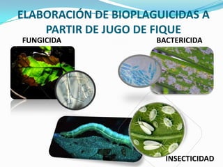 ELABORACIÓN DE BIOPLAGUICIDAS A PARTIR DE JUGO DE FIQUEFUNGICIDABACTERICIDAINSECTICIDAD