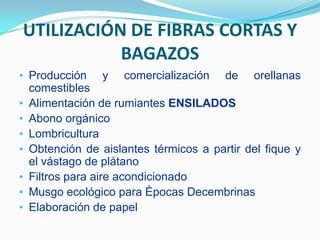 UTILIZACIÓN DE FIBRAS CORTAS Y BAGAZOSProducción y comercialización de orellanas comestibles 