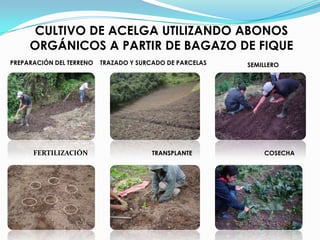 Obtención de aislantes térmicos a partir del fique y el vástago de plátano