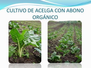 Musgo ecológico para Épocas Decembrinas