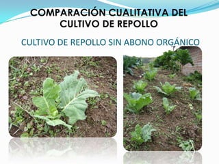 Elaboración de papelELABORACION DE ABONOS ORGÁNICOS A PARTIR DE BAGAZOS RIPIOS Y ESTOPASSon el producto de la descomposición y transformación de materia vegetal o animal, como desechos domésticos, residuos de cosechas y estiércoles.Abono fermentado tipo EM-BocashiEl Bocashi es un abono orgánico que se logra siguiendo un proceso de fermentación acelerada, con la ayuda de microorganismos benéficos (EM).