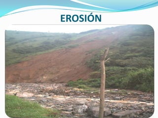 CULTIVO DE ACELGA UTILIZANDO ABONOS ORGÁNICOS A PARTIR DE BAGAZO DE FIQUE     PREPARACIÓN DEL TERRENO    TRAZADO Y SURCADO DE PARCELAS SEMILLEROFERTILIZACIÓNTRANSPLANTE                                          COSECHA