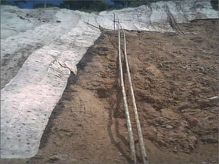 CULTIVO DE ACELGA CON ABONO ORGÁNICO