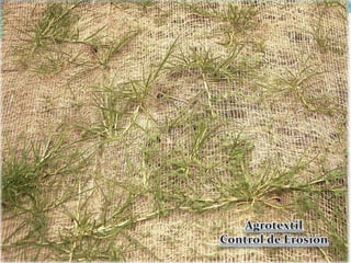 COMPARACIÓN CUALITATIVA DEL CULTIVO DE REPOLLOCULTIVO DE REPOLLO SIN ABONO ORGÁNICO