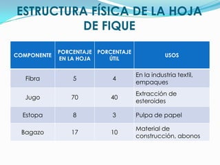 ESTRUCTURA FÍSICA DE LA HOJA DE FIQUE
