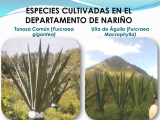 ESPECIES CULTIVADAS EN EL DEPARTAMENTO DE NARIÑOTunosa Común (Furcraea gigantea)Uña de Águila (FurcraeaMacrophylla)