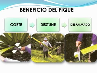 BENEFICIO DEL FIQUE