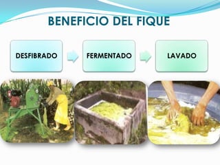 BENEFICIO DEL FIQUE
