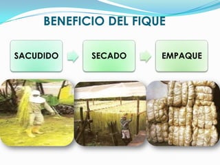 BENEFICIO DEL FIQUE