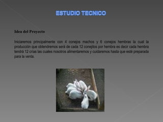 Idea del Proyecto Iniciaremos principalmente con 4 conejos machos y 6 conejos hembras la cual la producción que obtendremos será de cada 12 conejitos por hembra es decir cada hembra tendrá 12 crías las cuales nosotros alimentaremos y cuidaremos hasta que esté preparada para la venta. 