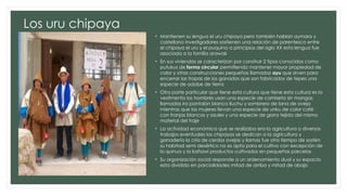 Los uru chipaya
• Mantienen su lengua el uru chipaya pero también hablan aymara y
castellano investigadores sostienen una relación de parentesco entre
el chipaya el uru y el puquina a principios del siglo XX esta lengua fue
asociada a la familia arawak
• En sus viviendas se caracterizan por construir 2 tipos conocidos como
putukus de forma circular permitiendo mantener mayor propiedad de
calor y otras construcciones pequeñas llamadas ayu que sirven para
encerrar las tropas de los ganados que son fabricados de tepes una
especie de adobe de tierra
• Otra parte particular que tiene esta cultura que tiene esta cultura es la
vestimenta los hombres usan una especie de camiseta sin mangas
llamadas ira pantalón blanco lluchu y sombrero de lana de oveja
mientras que las mujeres llevan una especie de unku de color café
con franjas blancas y azules y una especie de gorra tejida del mismo
material del traje
• La actividad económica que se realizaba era la agricultura o diversos
trabajos eventuales los chipayas se dedican a la agricultura y
ganadería la cría de cerdos ovejas y llamas fue otro tiempo de sostén
su habitad semi desértico no es apta para el cultivo con excepción de
la quinua y la kañawi productos cultivados en pequeñas parcelas
• Su organización social responde a un ordenamiento dual y su espacio
esta dividido en parcialidades mitad de arriba y mitad de abajo
 