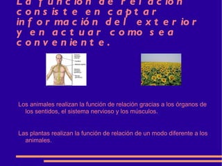 La función de relación consiste en captar información del exterior y en actuar como sea conveniente. Los animales realizan la función de relación gracias a los órganos de los sentidos, el sistema nervioso y los músculos. Las plantas realizan la función de relación de un modo diferente a los animales.