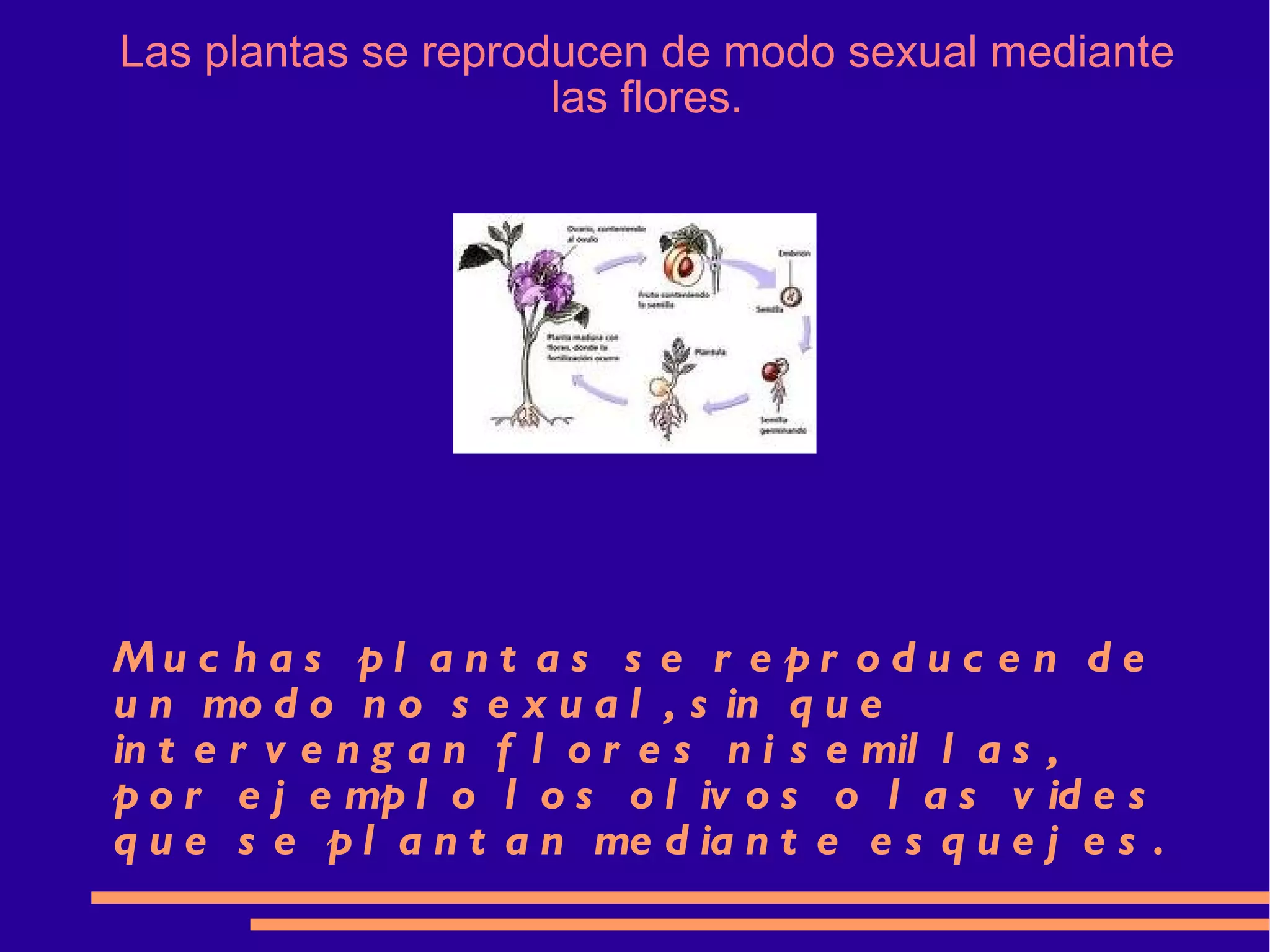 Las plantas se reproducen de modo sexual mediante las flores. Muchas plantas se reproducen de un modo no sexual, sin que intervengan flores ni semillas, por ejemplo los olivos o las vides que se plantan mediante esquejes. 