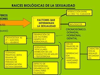 RAICES BIOLÓGICAS DE LA SEXUALIDAD MAMIFEROS  SUPERIORES PRIMATES  SER HUMANO FACTORES QUE  DETERMINAN LA SEXUALIDAD INTERACCIÓN ENTRE LA CRÍA Y EL CUIDADOR DISMINUCIÓN DE LOS FACTORES GENÉTICOS Y HORMONALES. CROMOSOMA 46: XY = MACHOS XX = HEMBRAS GONADAS PRIMITIVAS: SEXTA SEMANA DE GESTACION. PERIODO DE DIFERENCIACIÓN: OCTAVA SEMANA HORMONAS TESTICULARES: INHIBICIÓN DE LOS CONDUCTOS DE MÜLLER + TESTOSTERONA DEFECTO DE TESTOSTERONA: DESARROLLO DE CARACTERES FEMENÍNOS TERCER TRIMESTRE DE GESTACIÓN: DIFERENCIACIÓN CEREBRAL MASCULINO – FEMENINO  CARACTERÍSTICAS  SEXUALES SECUNDARIAS.  CROMOSÓMICO. GONADAL  HORMONAL GENITAL BIOLÓGICOS 