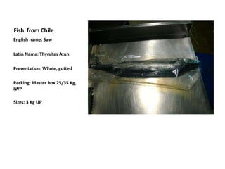 Fish from Chile
English name: Saw
Latin Name: Thyrsites Atun
Presentation: Whole, gutted
Packing: Master box 25/35 Kg,
IWP
Sizes: 3 Kg UP
 
