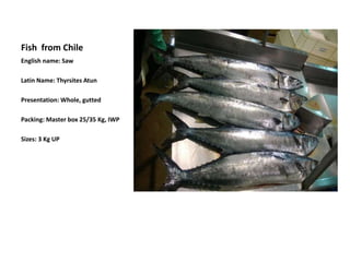 Fish from Chile
English name: Saw
Latin Name: Thyrsites Atun
Presentation: Whole, gutted
Packing: Master box 25/35 Kg, IWP
Sizes: 3 Kg UP
 