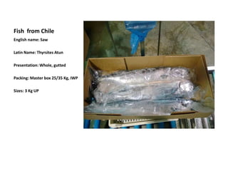 Fish from Chile
English name: Saw
Latin Name: Thyrsites Atun
Presentation: Whole, gutted
Packing: Master box 25/35 Kg, IWP
Sizes: 3 Kg UP
 