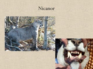 Nicanor 