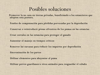 Posibles soluciones Promover la no caza en tierras privadas, beneficiando a los estancieros que adopten esta postura. Fondos de compensación para pérdidas porvocadas por la depredación Conservar o reintroducir presas silvestres de los pumas en las estancias Crear corrales en las estancias para proteger el ganado Aumentar el manejo en tiempos críticos Remover las carcasas para reducir los impactos por depredación Sincronización de los partos Utilizar elementos para ahuyentar al puma Utilizar perros guardianes   u otros animales para resguardar el rebaño 