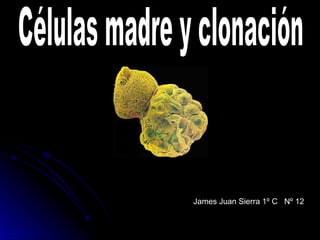 James Juan Sierra 1º C  Nº 12 Células madre y clonación   