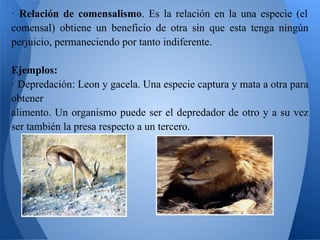 · Relación de comensalismo. Es la relación en la una especie (el
comensal) obtiene un beneficio de otra sin que esta tenga ningún
perjuicio, permaneciendo por tanto indiferente.

Ejemplos:
· Depredación: Leon y gacela. Una especie captura y mata a otra para
obtener
alimento. Un organismo puede ser el depredador de otro y a su vez
ser también la presa respecto a un tercero.
 
