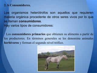 2. b Consumidores.

Los organismos heterótrofos son aquellos que requieren
materia orgánica procedente de otros seres vivos por lo que
se llaman consumidores.
Hay varios tipos de consumidores:

· Los consumidores primarios que obtienen su alimento a partir de
los productores. En términos generales se les denomina animales
herbívoros y forman el segundo nivel trófico.
 
