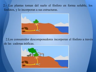 2.- Las plantas toman del suelo el fósforo en forma soluble, los
fosfatos, y lo incorporan a sus estructuras.




 2.Los consumidor descomponedores incorporan el fósforo a través
de las cadenas tróficas.
 