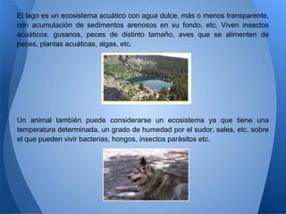 El lago es un ecosistema acuático con agua dulce, más o menos transparente,
con acumulación de sedimentos arenosos en su fondo, etc. Viven insectos
acuáticos, gusanos, peces de distinto tamaño, aves que se alimenten de
peces, plantas acuáticas, algas, etc.




Un animal también puede considerarse un ecosistema ya que tiene una
temperatura determinada, un grado de humedad por el sudor, sales, etc, sobre
el que pueden vivir bacterias, hongos, insectos parásitos etc.
 