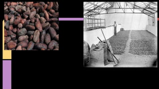 proceso del cacao.