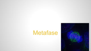 Metafase 
 