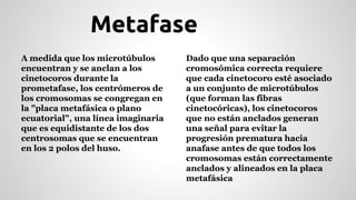 Metafase 
A medida que los microtúbulos 
encuentran y se anclan a los 
cinetocoros durante la 
prometafase, los centrómeros de 
los cromosomas se congregan en 
la "placa metafásica o plano 
ecuatorial", una línea imaginaria 
que es equidistante de los dos 
centrosomas que se encuentran 
en los 2 polos del huso. 
Dado que una separación 
cromosómica correcta requiere 
que cada cinetocoro esté asociado 
a un conjunto de microtúbulos 
(que forman las fibras 
cinetocóricas), los cinetocoros 
que no están anclados generan 
una señal para evitar la 
progresión prematura hacia 
anafase antes de que todos los 
cromosomas están correctamente 
anclados y alineados en la placa 
metafásica 
 