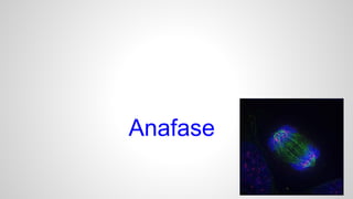 Anafase 
 